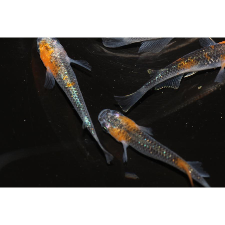 現物販売【BIO-LABO】　黒ラメ黄幹之体外光　２ペア |  | 09