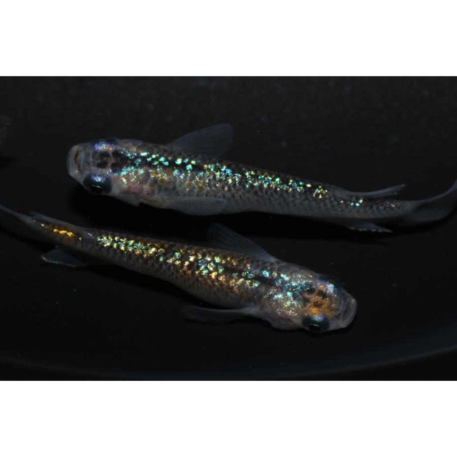 現物販売【BIO-LABO】　ユリシス×サファイア　２ペア | 