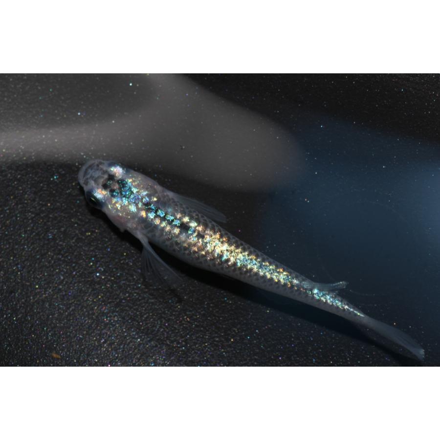 現物販売【BIO-LABO】　ユリシス×サファイア　２ペア |  | 01