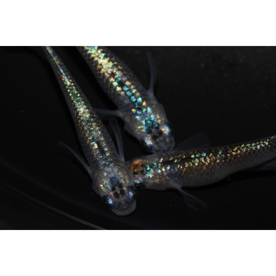 現物販売【BIO-LABO】　ユリシス×サファイア　２ペア |  | 03