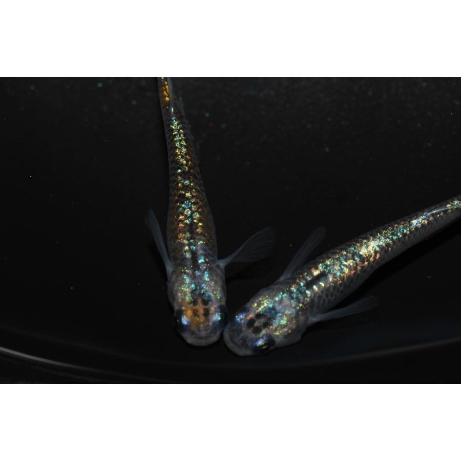 現物販売【BIO-LABO】　ユリシス×サファイア　２ペア |  | 04