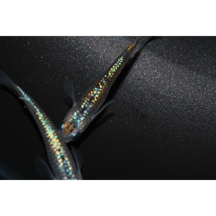 現物販売【BIO-LABO】　ユリシス×サファイア　２ペア |  | 05