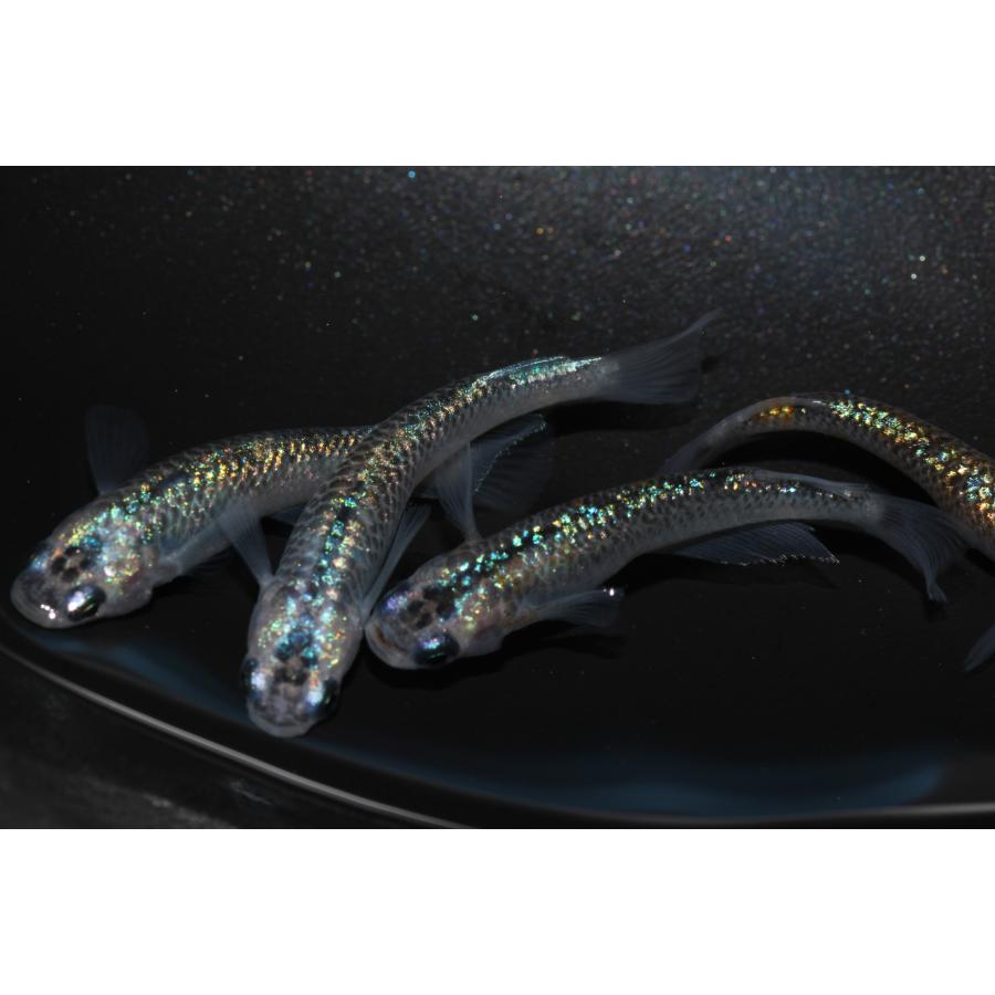 現物販売【BIO-LABO】　ユリシス×サファイア　２ペア |  | 06