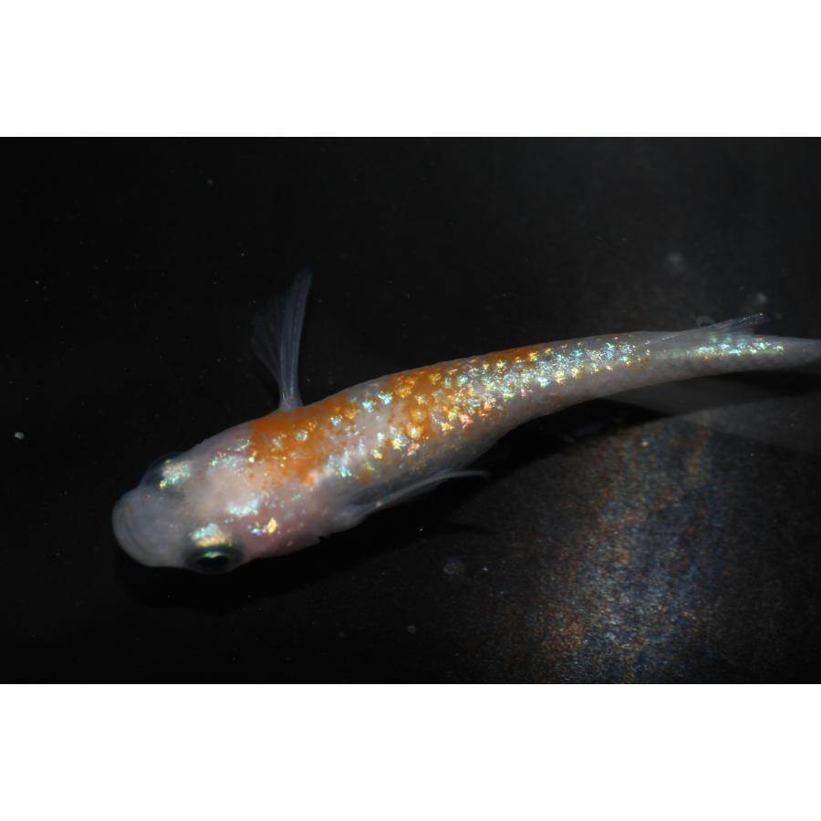 現物販売【BIO-LABO】　夜桜紅白　オス1メス2　３匹 | 