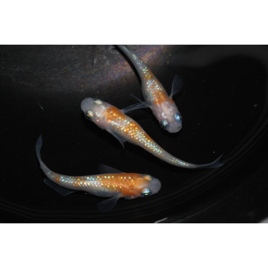 現物販売【BIO-LABO】　夜桜紅白　オス1メス2　３匹 |  | 01