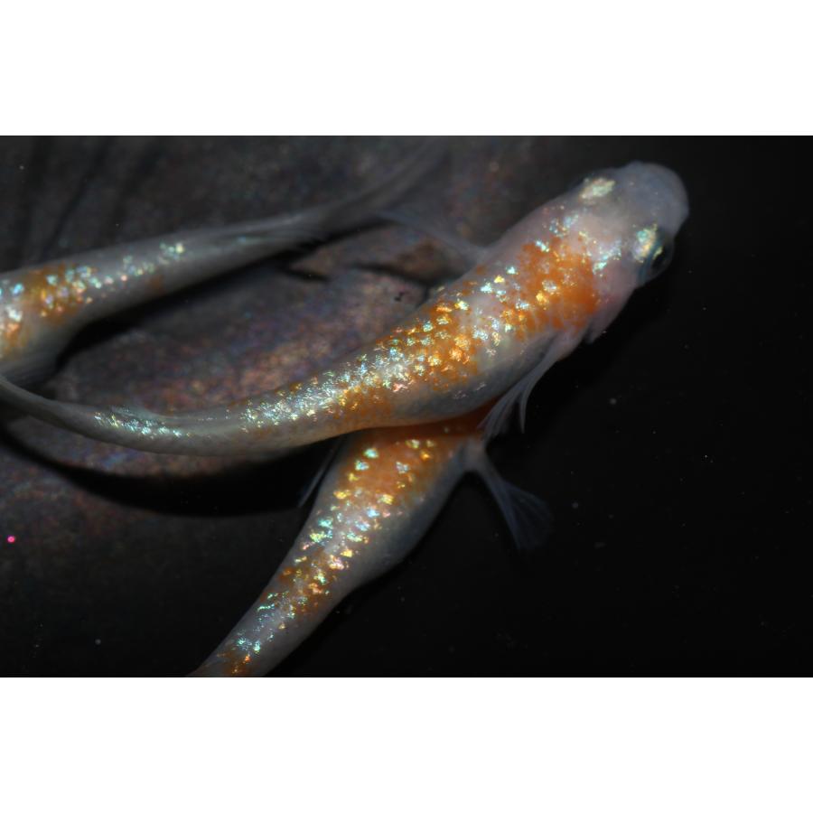 現物販売【BIO-LABO】　夜桜紅白　オス1メス2　３匹 |  | 03