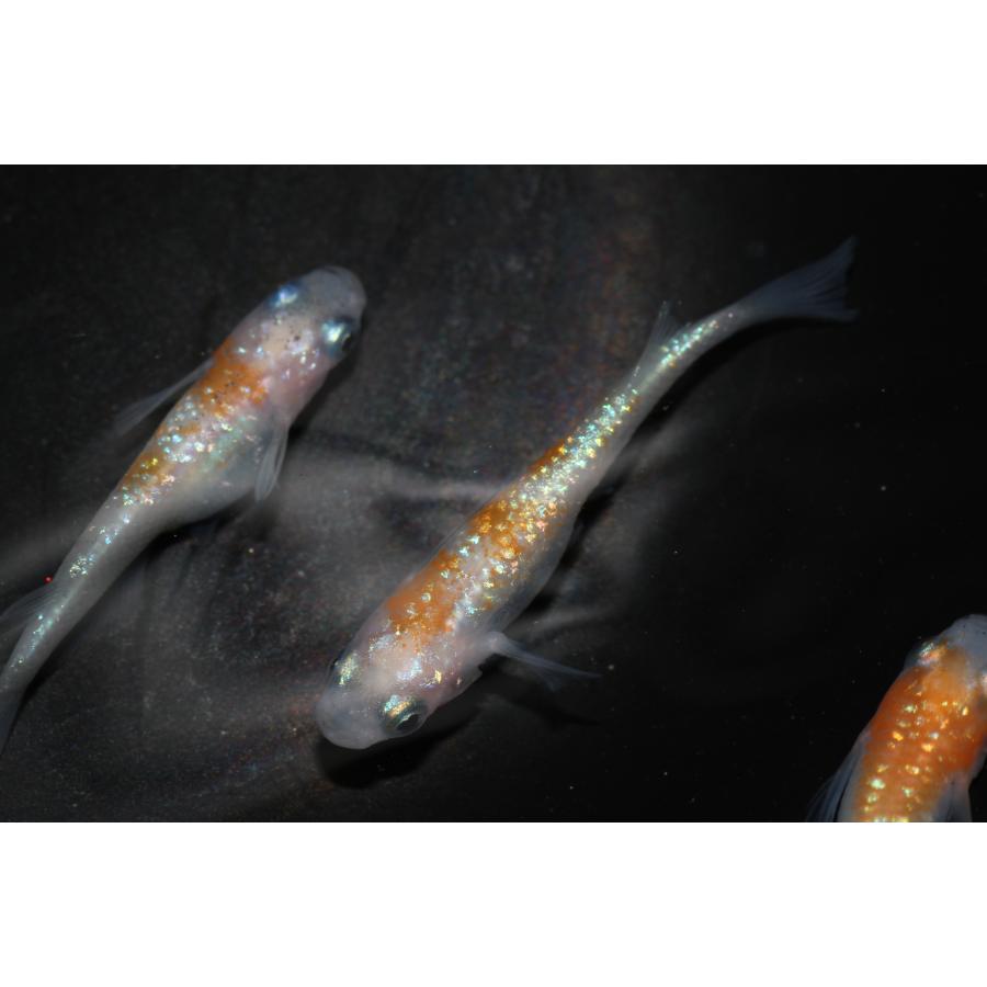 現物販売【BIO-LABO】　夜桜紅白　オス1メス2　３匹 |  | 04