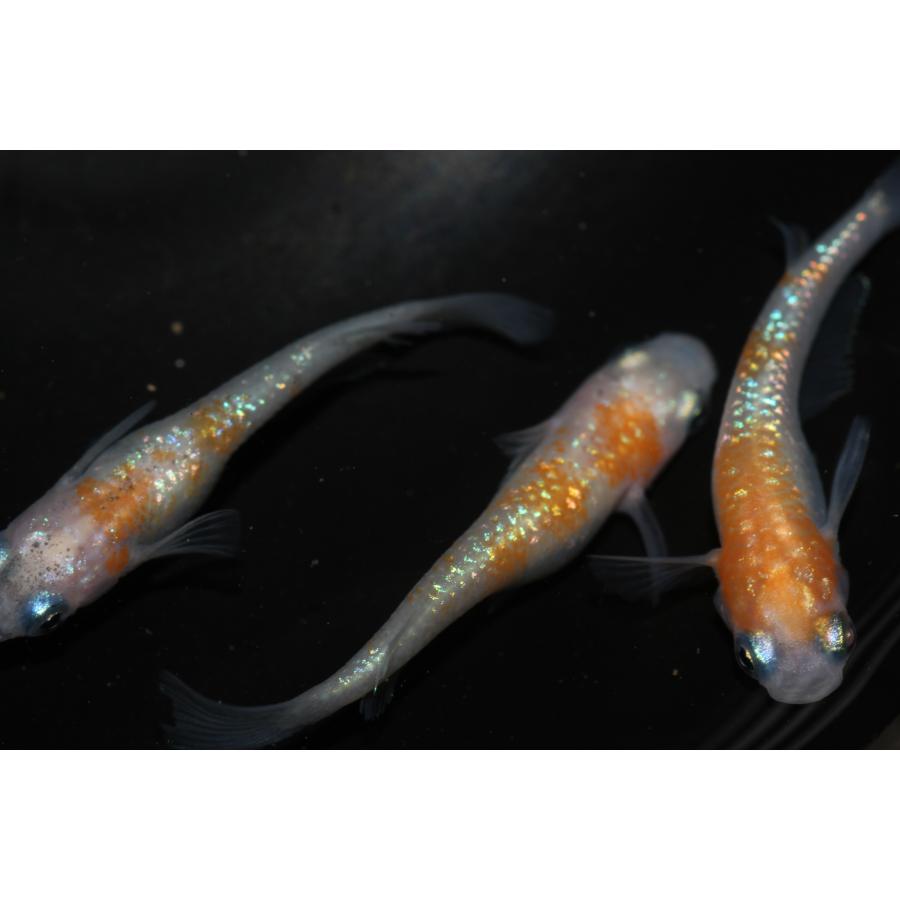 現物販売【BIO-LABO】　夜桜紅白　オス1メス2　３匹 |  | 06