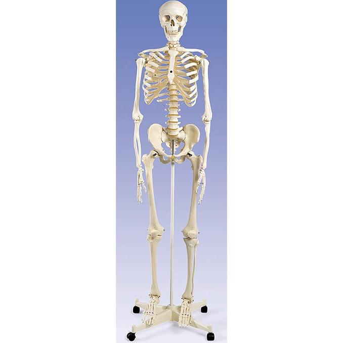 無料健康相談 対象製品 3B社 人体模型 等身大全身骨格模型 スタン標準