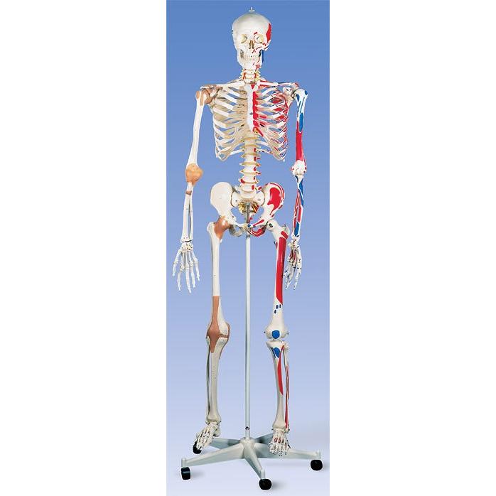 市販 無料健康相談 対象製品 3B社 人体模型 A13 サム 骨格モデル