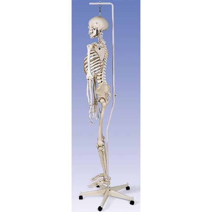 3b骨格模型（ダイエット、健康グッズ）のおすすめ人気商品一覧