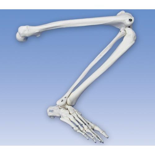 無料健康相談 対象製品 　3B社  人体模型 　下肢骨格模型　自由下肢骨　A35L 自由下肢骨モデル  　 鍼灸  模型｜biomedicalnet