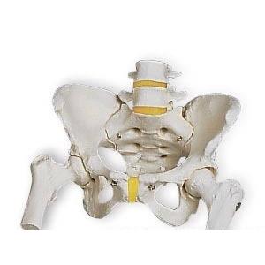 Voltaren 骨盤模型 大腿骨付き腰椎 脊髄 骨格模型 骨模型 人体模型