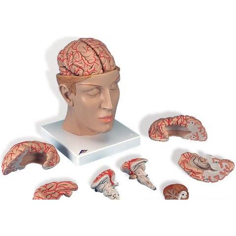 無料健康相談 対象製品 3B社　脳模型 脳9分解モデル動脈頭蓋底付 (c25) 　 鍼灸 模型