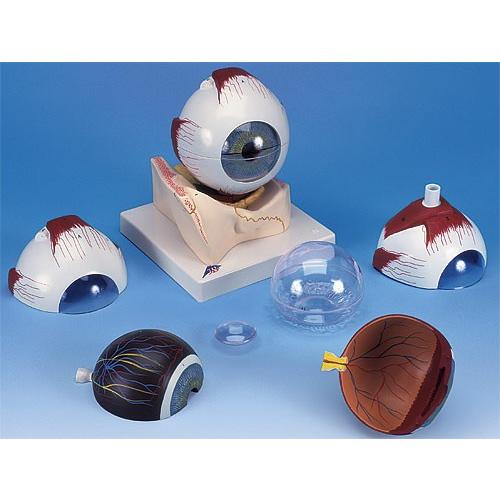 無料健康相談 対象製品 3B社 人体模型 　眼球模型 視覚器(眼球)5倍大・7分解ジャイアントモデル眼窩床付 (f11) 　 鍼灸 模型