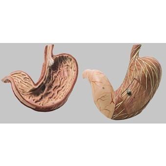 ソムソ社 胃模型 js4　 | 