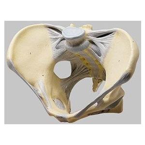 ソムソ社 靭帯付女性骨盤模型 ms10/1 鍼灸 模型