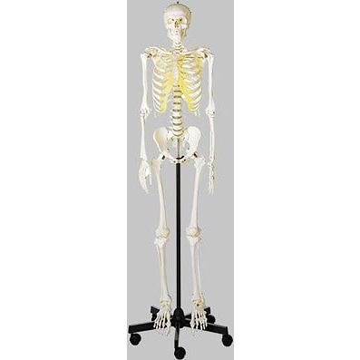 ソムソ社 等身大骨格模型（男性） qs10_1 鍼灸 模型 : Shop de Clinic 