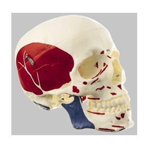 無料健康相談 対象製品 ソムソ社 頭蓋骨分解模型（3分解） qs7 鍼灸