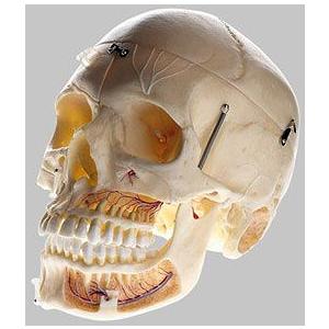 somso 頭蓋骨模型 SOMSO 14-Piece Model of the Human Skull – GTSimulators.com