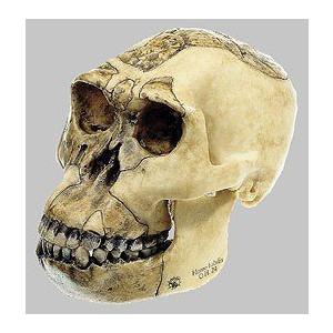 無料長期保証 ソムソ社 猿人頭蓋骨復元模型 ホモ ハビリス S3 1 鍼灸 模型 時間指定不可 Worksthal Com