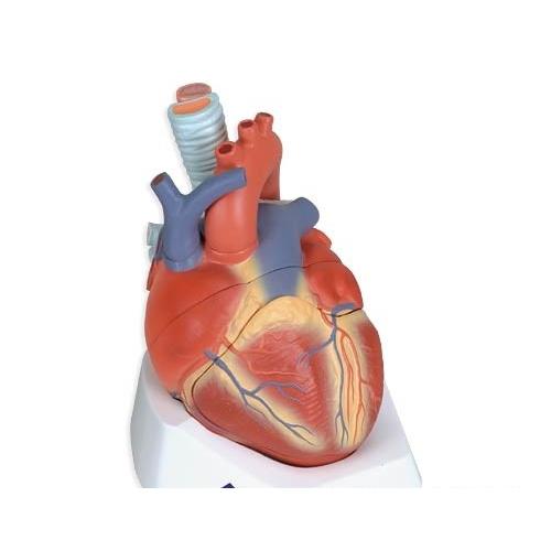 3B社  人体模型 　心臓模型　心臓成人・7分解モデル (vd253) 鍼灸  模型