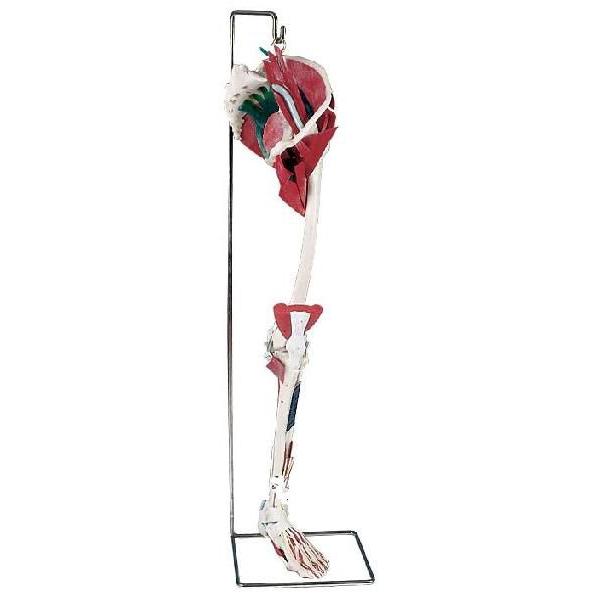 3B社  人体模型 　下肢模型　下肢　主要運動器官付モデル（ｗ47006） 鍼灸  模型