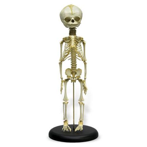 3B社 人体模型 胎児型全身骨格模型（W59312) 鍼灸 模型 制服、作業服