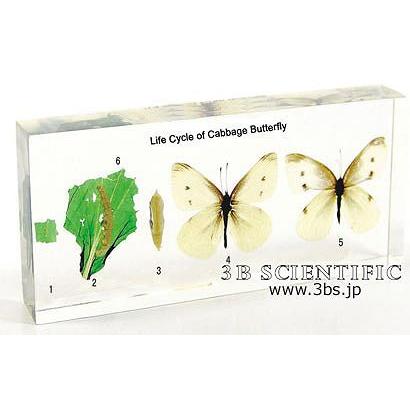 Shop de Clinic送料無料蝶の生活環 鍼灸 樹脂封入標本 模型