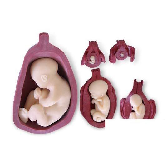 3B社  人体模型 　分娩・出産　子宮と胎児5段階セットソフトモデル　（w99999-509） 鍼灸  模型