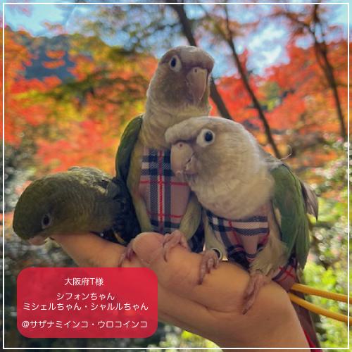 フライトスーツ ジュニアスモール〜小型のウロコインコ : 鳥グッズの店