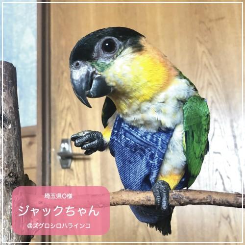 フライトスーツ　ミディアム〜オカメインコ　オキナインコ｜bird-style｜12