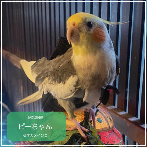 フライトスーツ　ミディアム〜オカメインコ　オキナインコ｜bird-style｜17