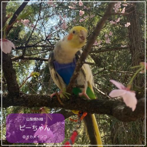 フライトスーツ ミディアム〜オカメインコ オキナインコ : 鳥グッズの