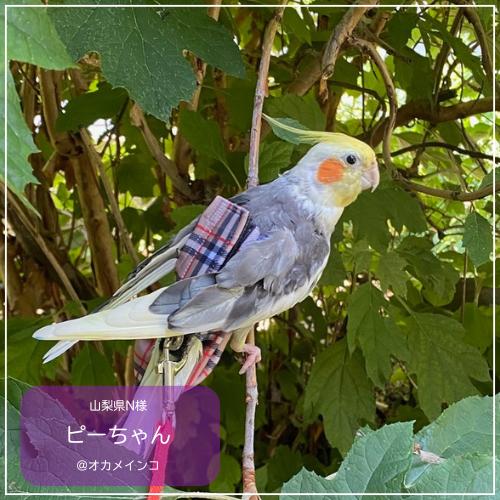 フライトスーツ ミディアム〜オカメインコ オキナインコ : 鳥グッズの