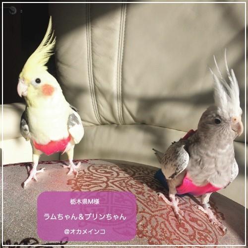 フライトスーツ　ミディアム〜オカメインコ　オキナインコ｜bird-style｜06