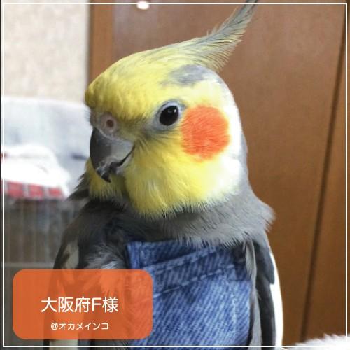 フライトスーツ ミディアム〜オカメインコ オキナインコ : 鳥グッズの