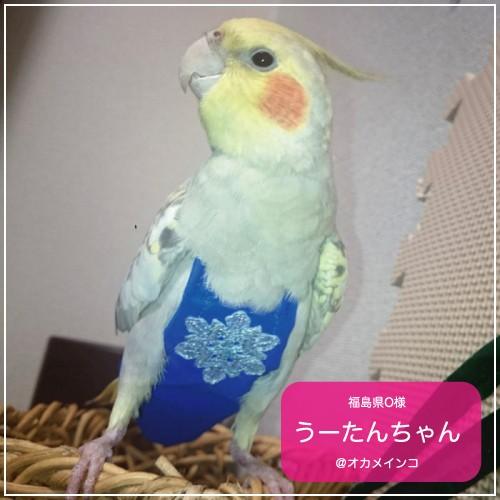 フライトスーツ　ミディアム〜オカメインコ　オキナインコ｜bird-style｜08