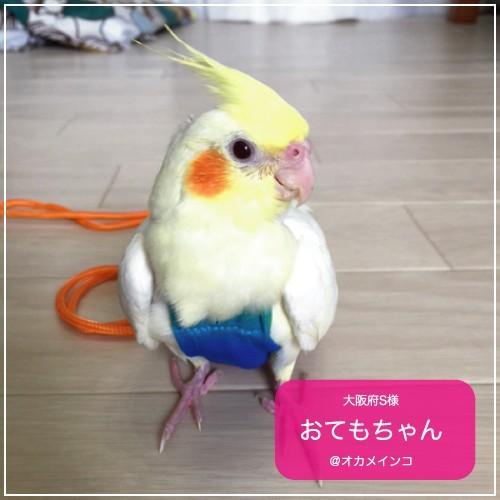 フライトスーツ　ミディアム〜オカメインコ　オキナインコ｜bird-style｜10