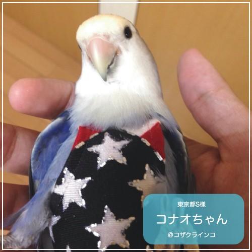 フライトスーツ　プチ〜セキセイインコ　マメルリハ｜bird-style｜06