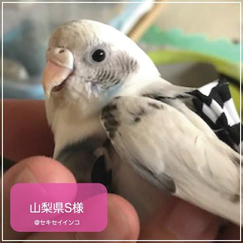 フライトスーツ　プチ〜セキセイインコ　マメルリハ｜bird-style｜07