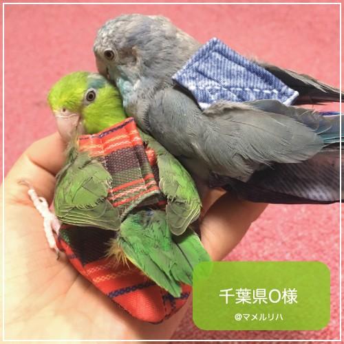 インコ セキセイ