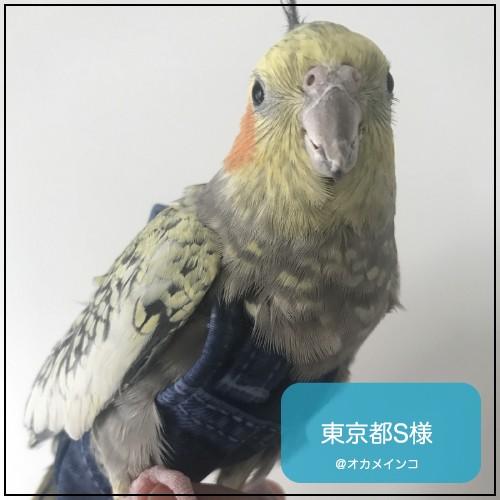 フライトスーツ　スモール〜ウロコインコ　小型のオカメインコ｜bird-style｜11