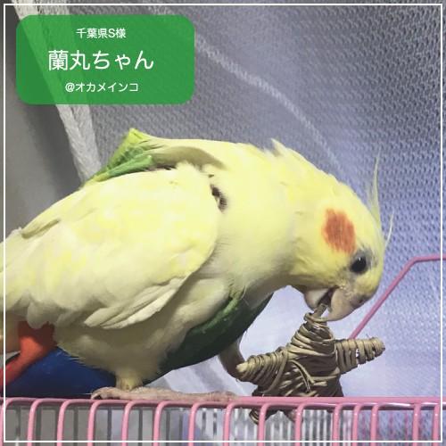 フライトスーツ　スモール〜ウロコインコ　小型のオカメインコ｜bird-style｜12