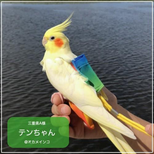 フライトスーツ　スモール〜ウロコインコ　小型のオカメインコ｜bird-style｜13