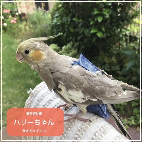 鳥籠・フライトスーツ⭐︎セット　【小型のオカメインコ】 鳥籠・フライトスーツ⭐︎セット 【小型のオカメインコ】
