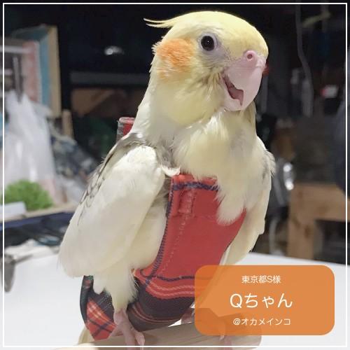 フライトスーツ　スモール〜ウロコインコ　小型のオカメインコ｜bird-style｜15