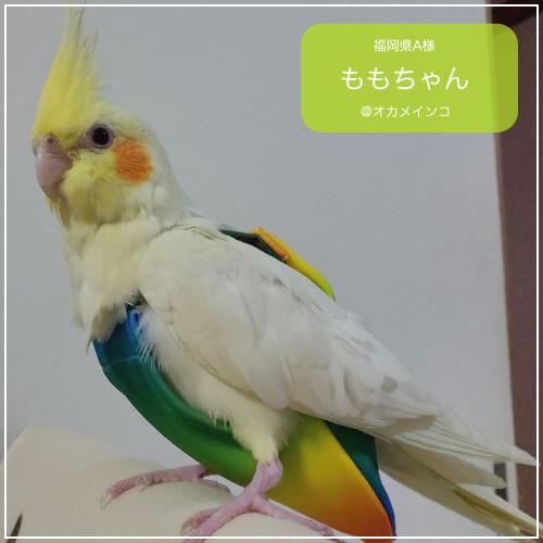 鳥籠・フライトスーツ⭐︎セット　【小型のオカメインコ】 フライトスーツ スモール〜ウロコインコ 小型のオカメインコ