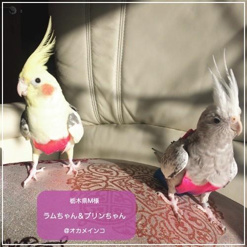 鳥籠・フライトスーツ⭐︎セット　【小型のオカメインコ】 鳥籠・フライトスーツ⭐︎セット【小型のオカメインコ】