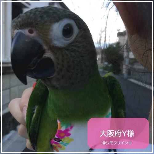 鳥籠・フライトスーツ⭐︎セット　【小型のオカメインコ】 フライトスーツ スモール〜ウロコインコ 小型のオカメインコ